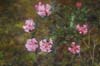 primulaflorum Dokar La-3 (95-077)